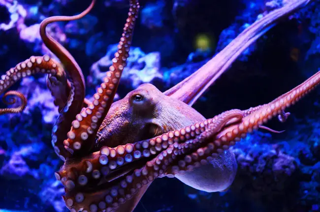 Octopus : 章鱼