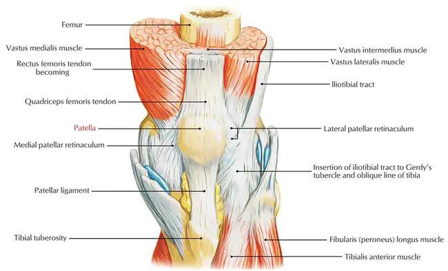 Patella Tracking Orthosis : 髌骨追踪矫形器