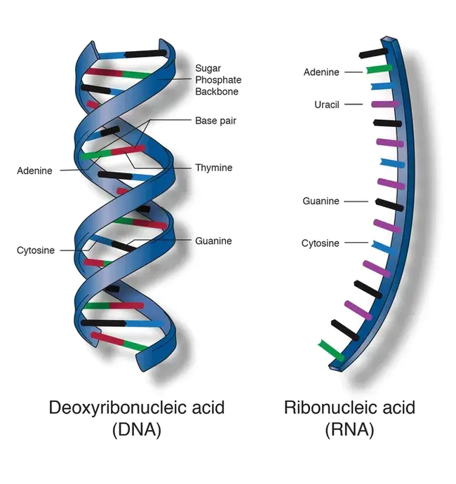 Nucleic Acid Test : 核酸试验