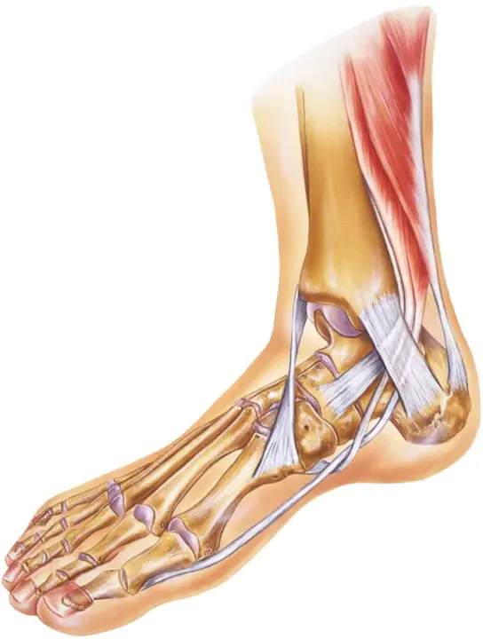 Ankle Foot Orthotic : 踝足矫形器