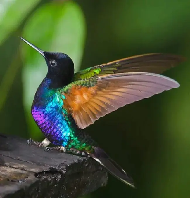 Birds Of Paradise : 天堂鸟