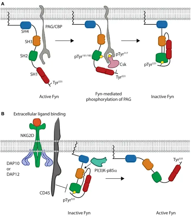 Fyn-Regulating Kinase : Fyn调节激酶