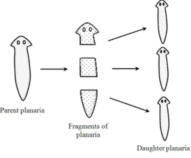 Fragmentation Functions : 碎片功能