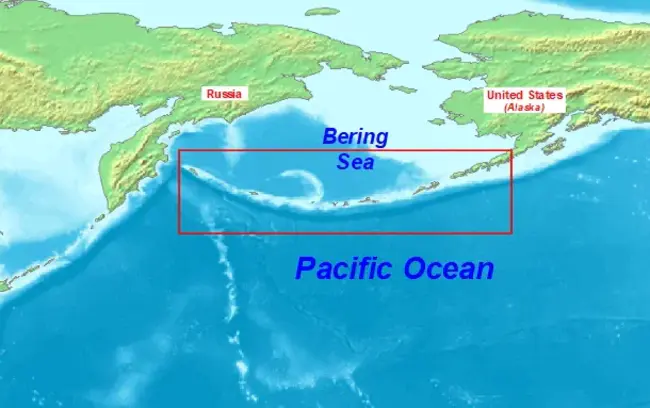 Aleutian Disease Virus : 阿留申病病毒