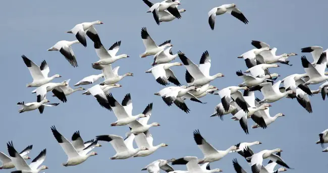 Weld County Fish and Wildlife : 威尔德县鱼类和野生动物