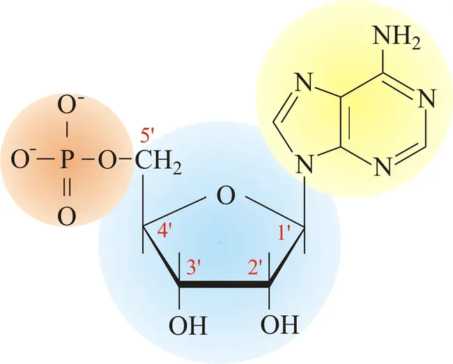 Nucleotide Protein : 核苷酸蛋白质