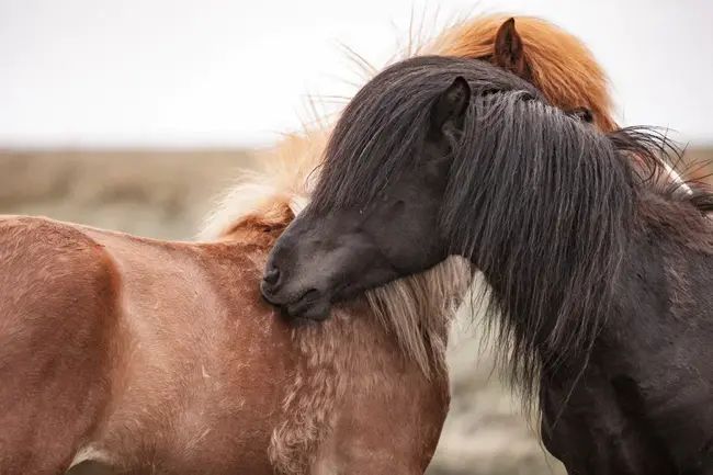 Equine Protozoal Myelitis : 马原虫脊髓炎