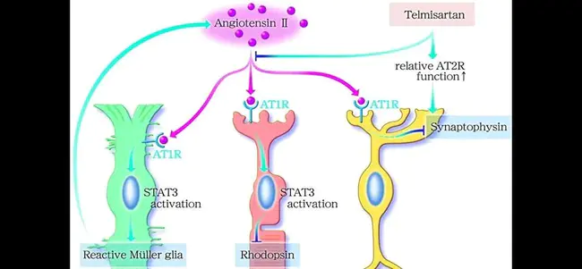 Angiotensin Receptor Blocker : 血管紧张素受体阻滞剂