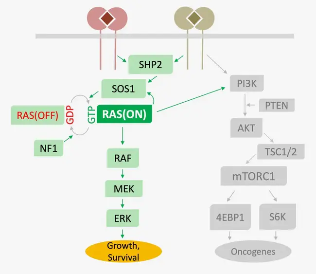 Ras Interacting Protein : ras相互作用蛋白