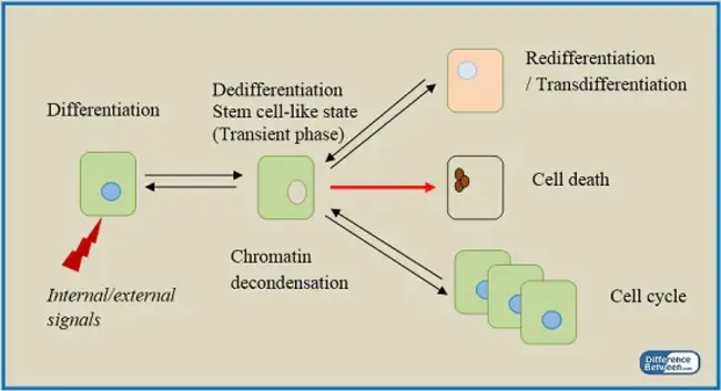 Redifferentiation And Apoptosis : 再分化和凋亡