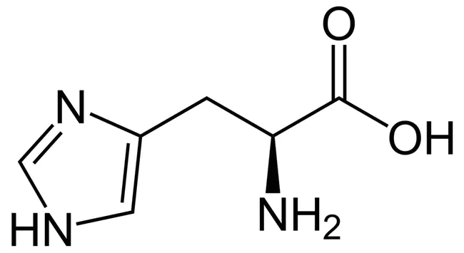 Histidine : 组氨酸