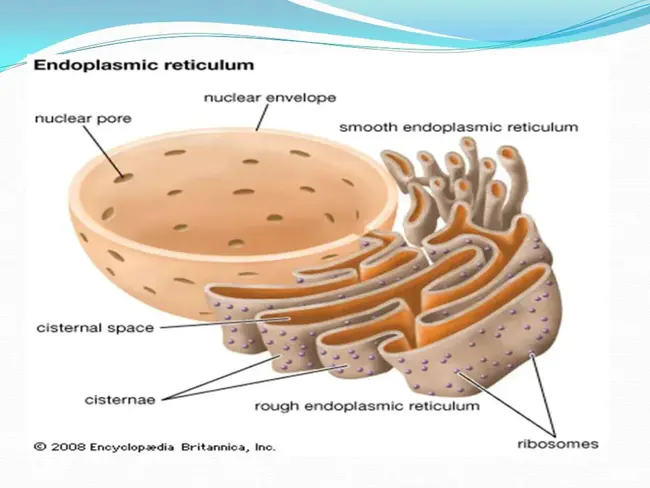 Endoplasmic Reticulum : 内质网