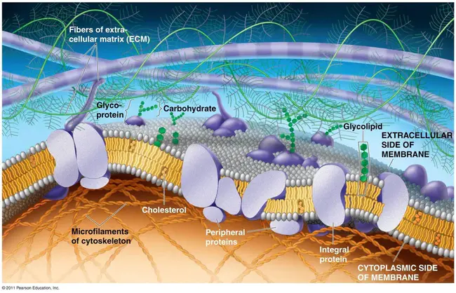 Membrane Spanning Domain : 跨膜域