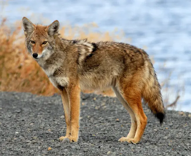 Coyote Creek Retrievers : 郊狼溪猎犬