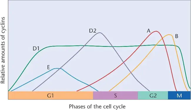 Cyclin Dependent Kinase : 细胞周期蛋白依赖激酶