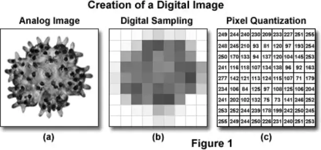 Digital Interference Contrast : 数字干扰对比度