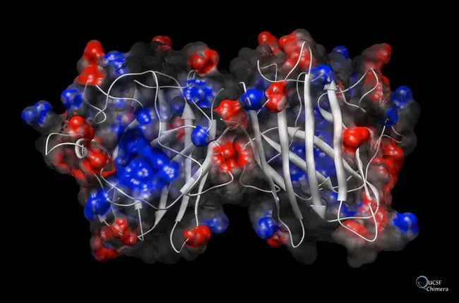 SuperOxide Dismutase : 超氧化物歧化酶