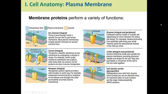 Anatomy and Cell Biology Courses : 解剖学和细胞生物学课程