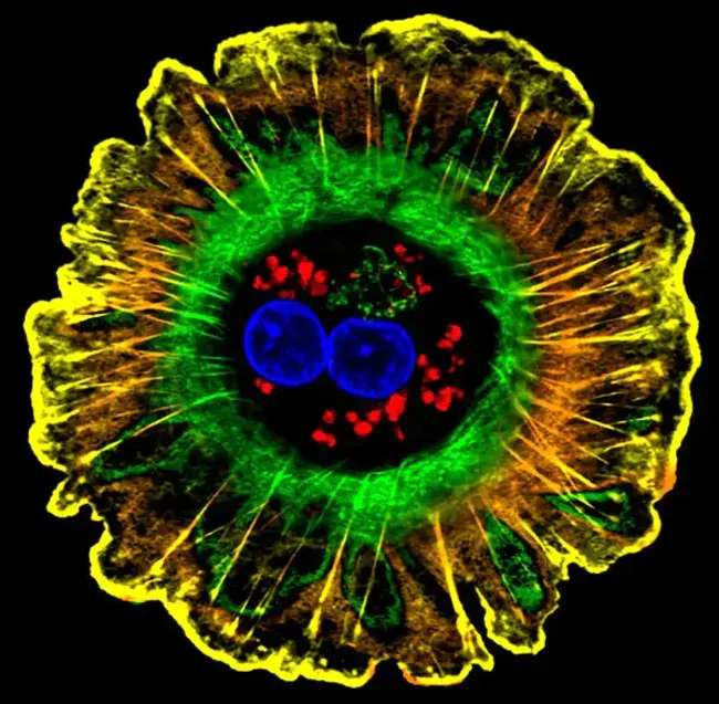 Hepatocyte Nuclear Factor 1 : 肝细胞核因子1