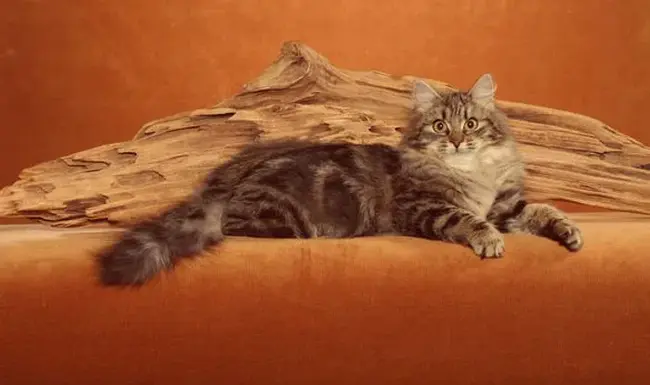 Brown Spotted Tabby : 棕色斑点斑纹
