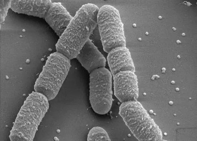 Bacillus Thuringensis : 苏云金芽孢杆菌