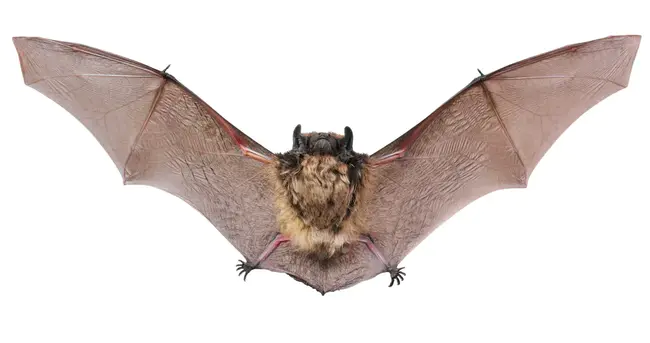 Bats Throws : 蝙蝠投掷