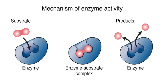 Enzyme Conjugate : 酶结合物