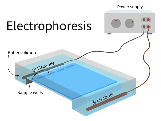 Electrophoresis Duplicating Film : 电泳复制膜
