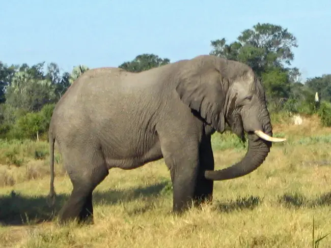 Elephant Memory Management : 大象记忆管理