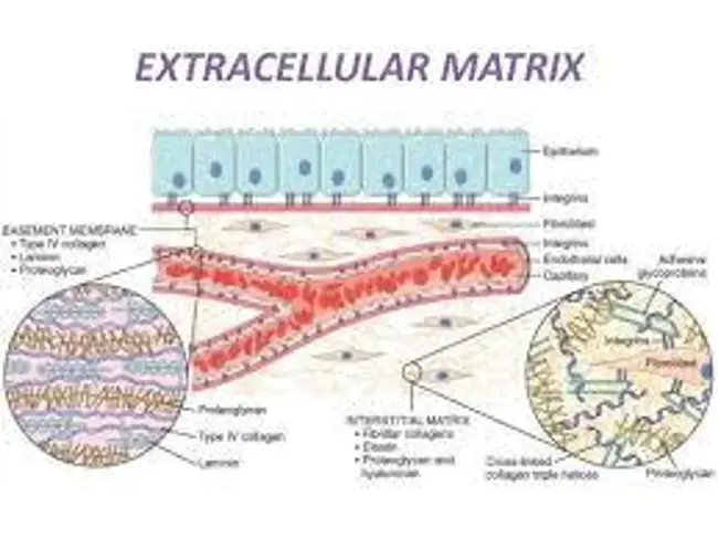 Extracellular Patch Clamp : 细胞外膜片钳