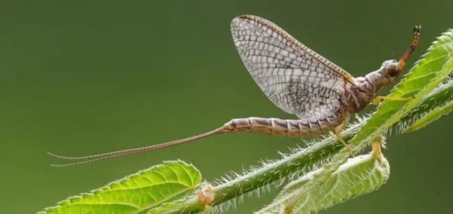 Ephemeroptera Plecoptera And Trichoptera : 蜉蝣目 蜉翅目和毛翅目