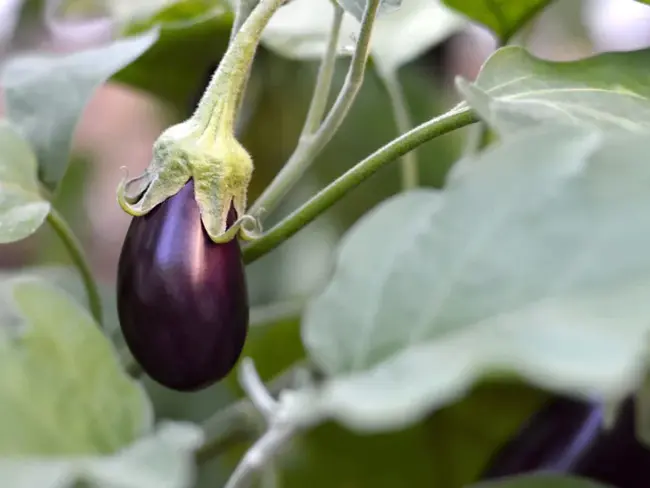 Eggplant Parmigiana : 茄子Parmigiana