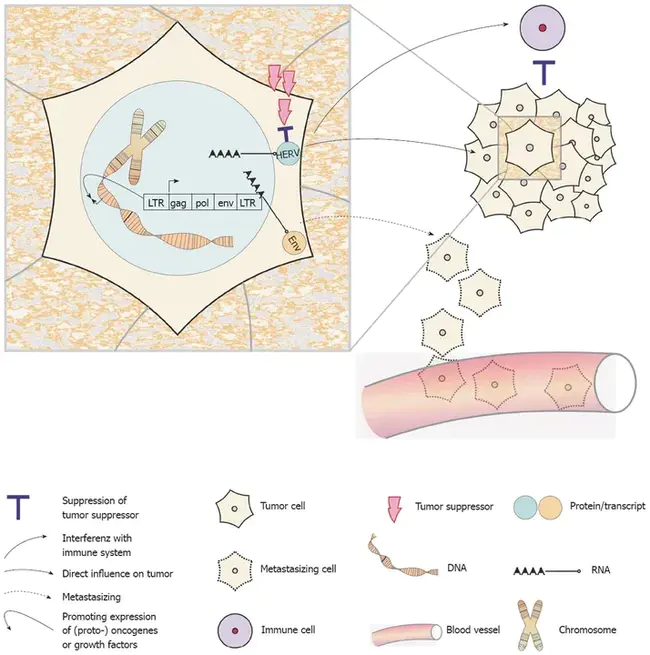 Endogenous Pyrogen : 内源热原