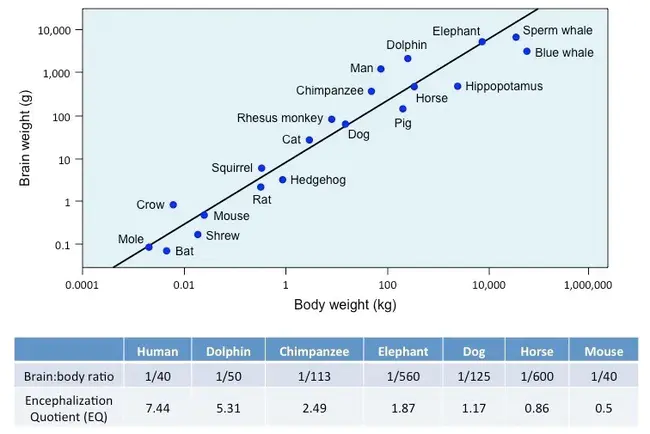Encephalization Quotient : 脑化商数