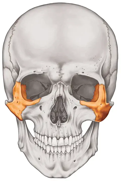 Zygomatic Major : 颧骨肌