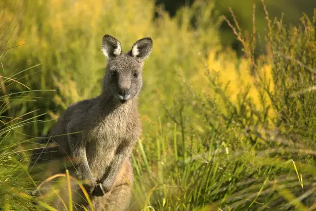 Friendly Wallaby : 友好的小袋鼠