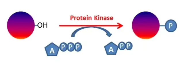 Kinase Negative : 激酶阴性