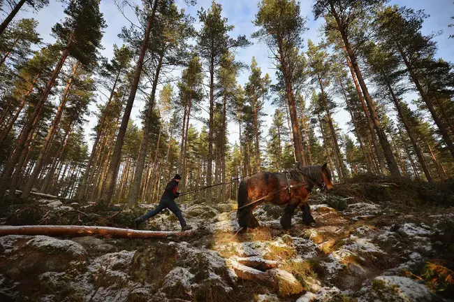 Forestry Equipment Manager : 林业设备经理