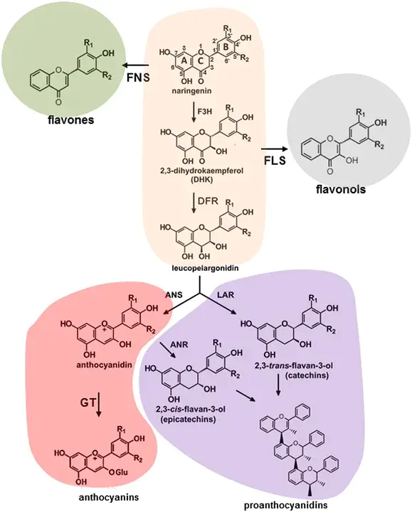 Flavone Growth Potentiator : 黄酮类生长增强剂