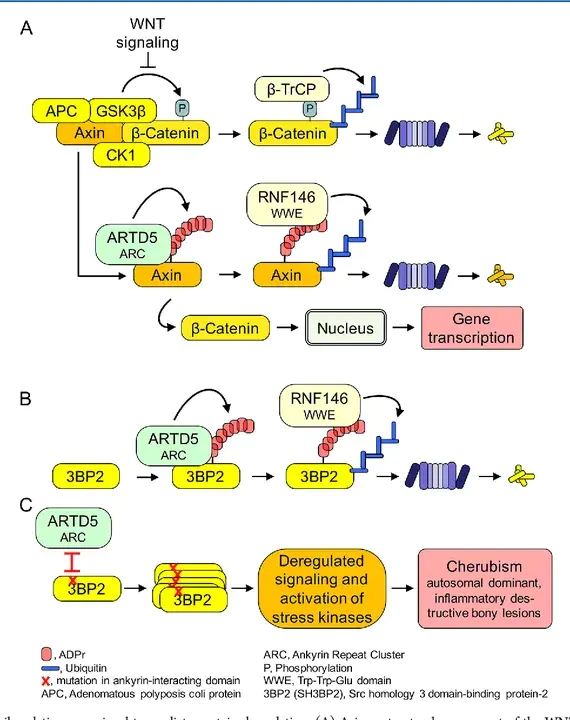 Adp Ribosylation Factor : ADP核糖基化因子