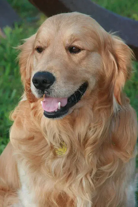 Golden Retriever : 金毛猎犬