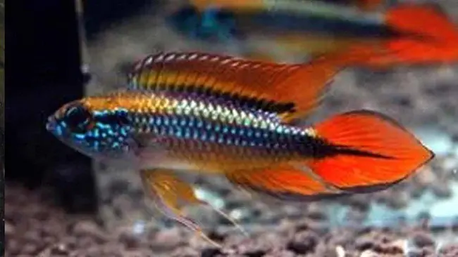 Apistogramma Study Group : 蜂研究组