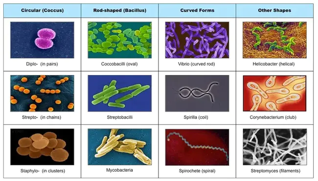 Genetic Reconfiguration Of Dsps : dsps的遗传重构