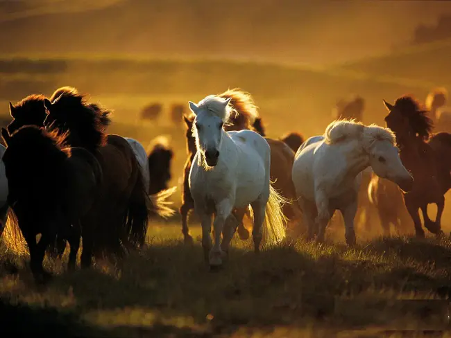 Big Friendly Horses : 友好的大马