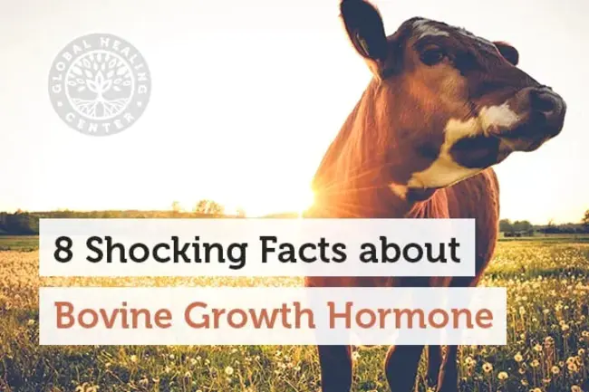 Bovine Growth Hormone : 牛生长激素