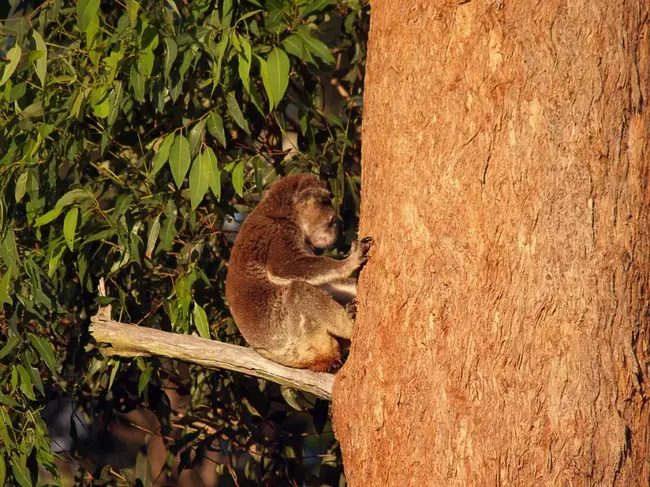 Brisbane Koala Bushlands : 布里斯班考拉丛林