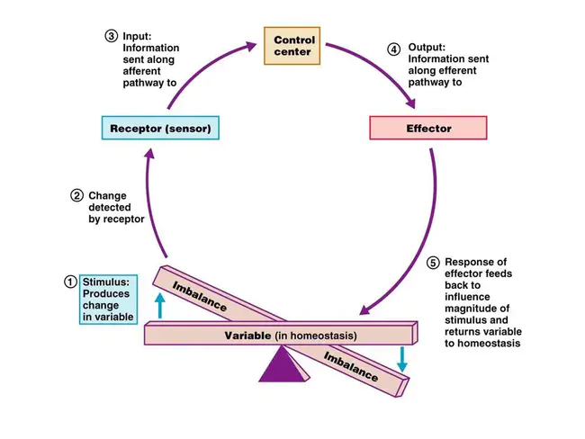 Homeostatic Soil Organisms : 稳态土壤生物