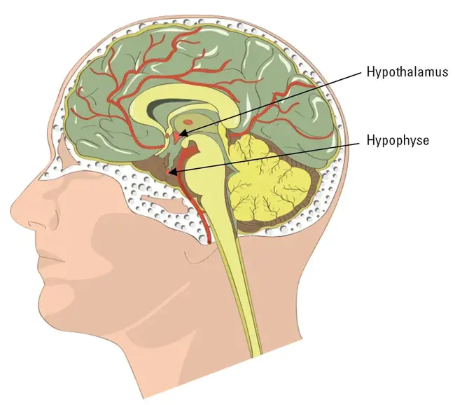 Hypothalamus, Hypothesis, and Adrenal : 下丘脑、假设和肾上腺