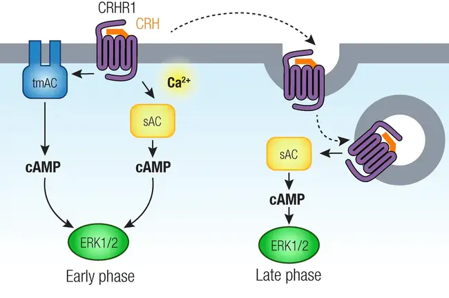 Corticotropin Releasing Factor : 促肾上腺皮质激素释放因子