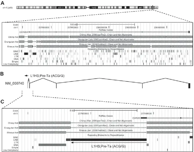 Human Transcript : 人类转录本